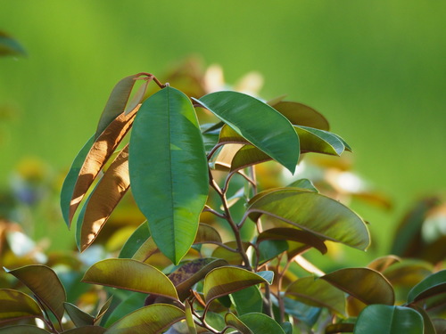 Chrysophyllum cainito