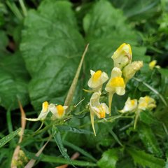 Linaria vulgaris