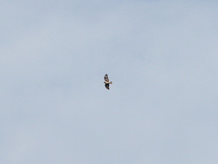 Buteo buteo insularum