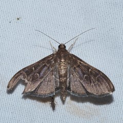 Pilocrocis