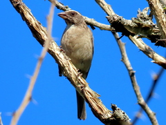 Crithagra gularis endemion