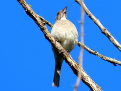 Crithagra gularis endemion