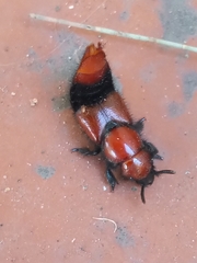 Haematodes bicolor