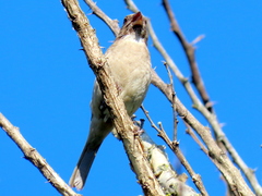 Crithagra gularis endemion