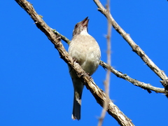 Crithagra gularis endemion