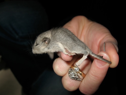 Peromyscus gambelii