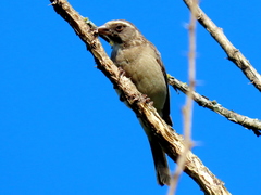 Crithagra gularis endemion