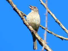 Crithagra gularis endemion