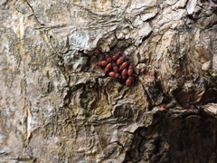 Psococerastis urceolaris