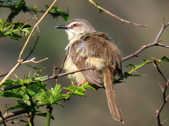 Prinia subflava pondoensis