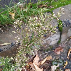 Erigeron canadensis