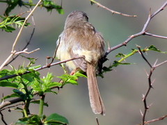 Prinia subflava pondoensis