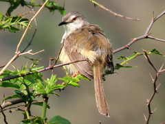 Prinia subflava pondoensis