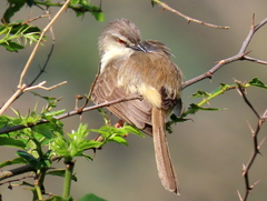 Prinia subflava pondoensis