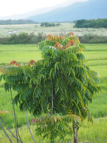 Pometia pinnata