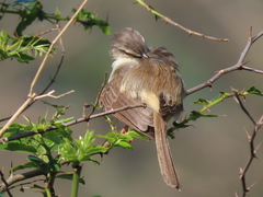 Prinia subflava pondoensis