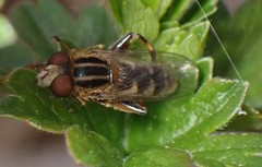 Anasimyia anausis