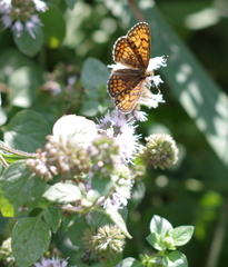 Melitaea parthenoides