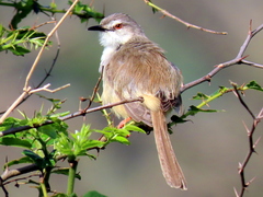 Prinia subflava pondoensis