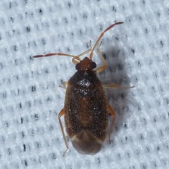 Ceratocapsini