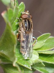 Anasimyia anausis