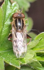 Anasimyia anausis