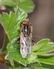Anasimyia anausis