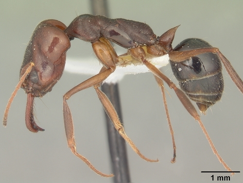 Florida Scrub Trap-jaw Ant