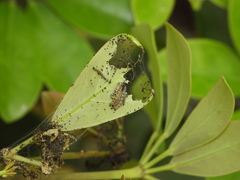 Gymnoscelis tristrigosa