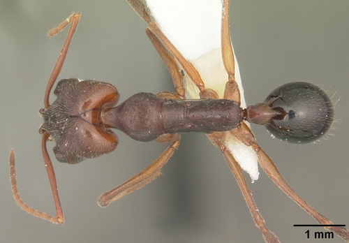 Florida Scrub Trap-jaw Ant photo 2