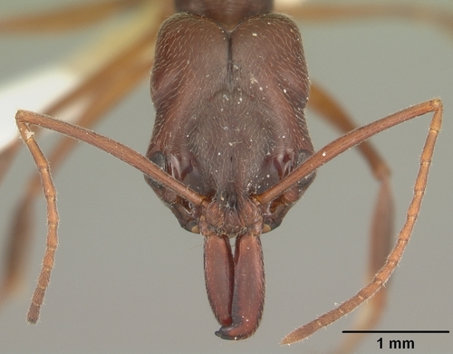 Florida Scrub Trap-jaw Ant photo 3