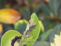 Gymnoscelis tristrigosa