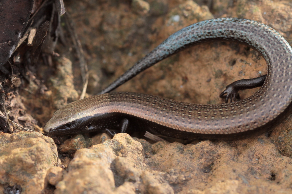 Canaryan Cylindrical Skink