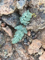 Vesper purpurascens