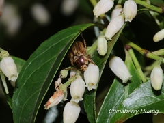 Anomala takasagoensis