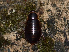Poeciloblatta angusta