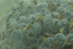 Lithobates palustris