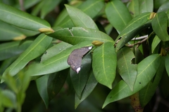Emesis fastidiosa