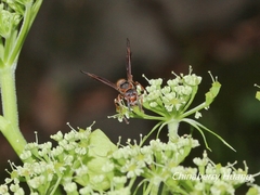 Polistes eboshinus