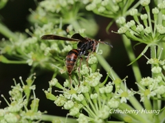 Polistes eboshinus