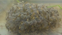 Lithobates palustris