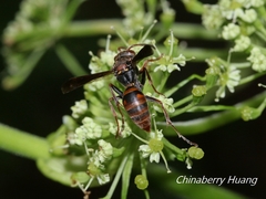 Polistes eboshinus