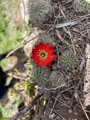 Lobivia hertrichiana