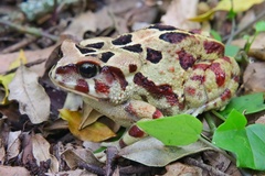 Sclerophrys pardalis