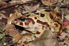 Sclerophrys pardalis