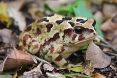Sclerophrys pardalis