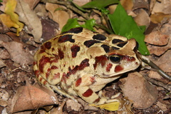 Sclerophrys pardalis