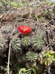 Lobivia hertrichiana