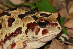 Sclerophrys pardalis