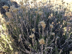 Chrysothamnus viscidiflorus puberulus